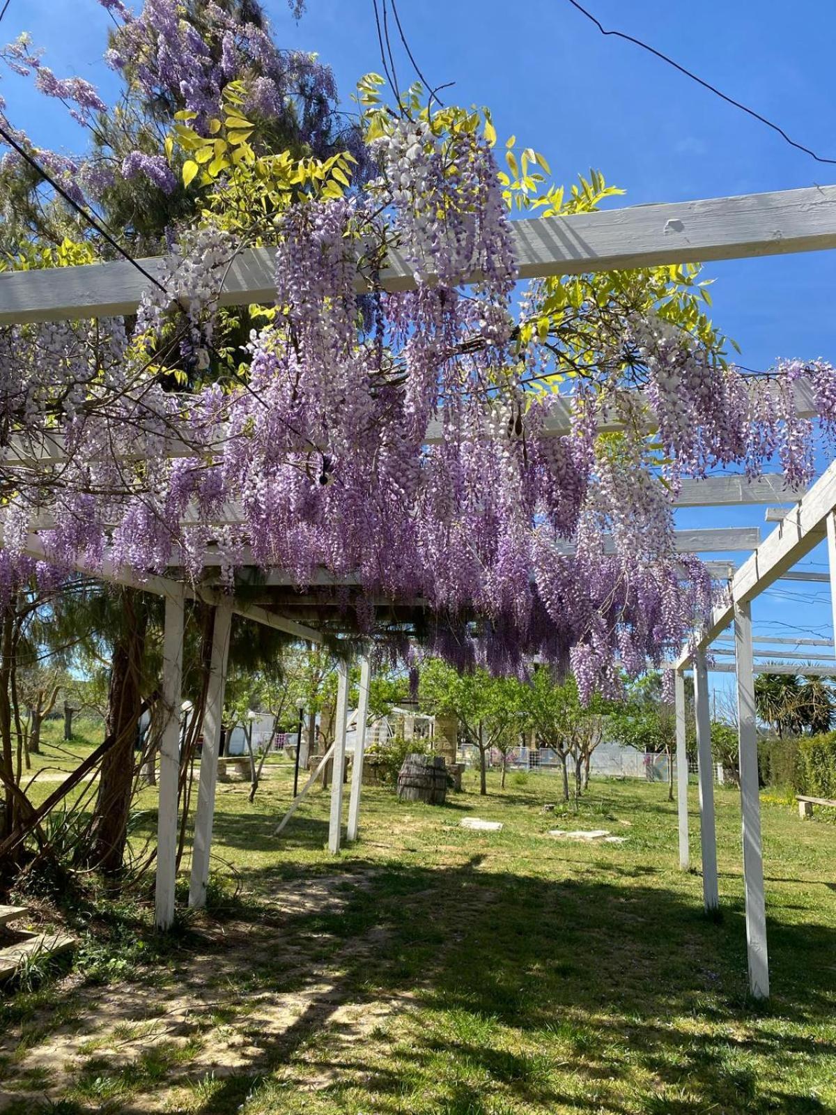 Agriturismo Tenuta La Monaca Aradeo Εξωτερικό φωτογραφία